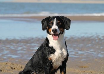 Doggy Day Out: Exploring the Best Dog-Friendly Destinations and Activities