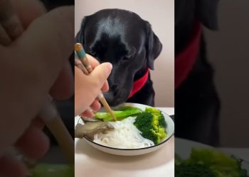 Dogs eat delicious food 🍜🍝🐕 #dog #eating #shorts