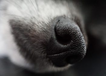 Essential Dog Care Tips for New Pet Owners