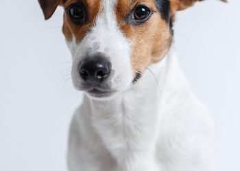 Expert Advice: Setting Up Your Home for a New Furry Family Member