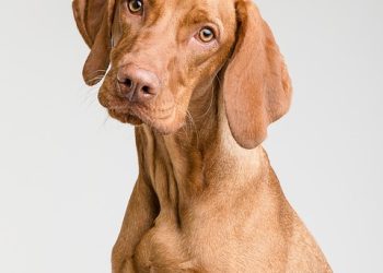 Exploring the Bond Between Humans and Dogs: A Look at the History of our Canine Companions