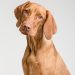 Exploring the Bond Between Humans and Dogs: A Look at the History of our Canine Companions Exploring the Bond Between Humans and Dogs: A Look at the History of our Canine Companions