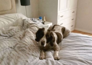 Family’s Gesture To Aging Dog Who Can’t Climb Stairs