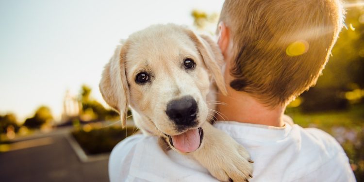 From Rambunctious Pup to Model Citizen: Transforming Your Dog’s Behavior Through Training