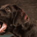 HOW DO I GET MY LABRADOR TO STOP NUISANCE BARKING? HOW DO I GET MY LABRADOR TO STOP NUISANCE BARKING?