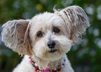 Helpful tips for introducing a new dog into your home