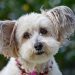 Helpful tips for introducing a new dog into your home Helpful tips for introducing a new dog into your home