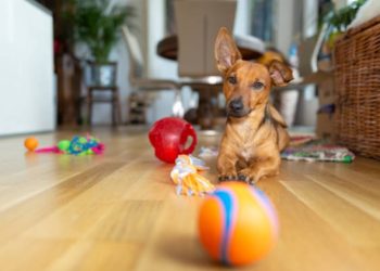 How to choose the perfect toys and treats for your dog