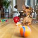 How to choose the perfect toys and treats for your dog How to choose the perfect toys and treats for your dog