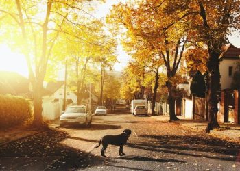 How to Recognize When Your Dog Needs to Be Neutered