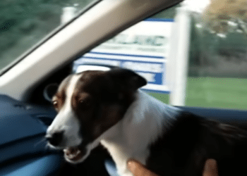 Little Dog Can’t Contain Excitement, Goes ‘Bonkers’ When Dad Arrives at Dog Park