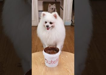 Magical chocolate!#nico #smartnico #funny #pets #dog