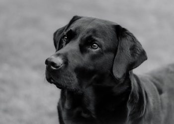 Mastering the Art of Dog Training: Tips and Techniques for Success