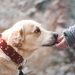 Meet the Heroic Dogs Saving Lives as Search and Rescue Canines Meet the Heroic Dogs Saving Lives as Search and Rescue Canines