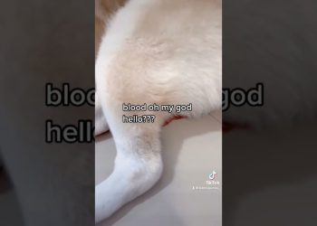 My dog is on her period again. Lol! #viral #dog #blood