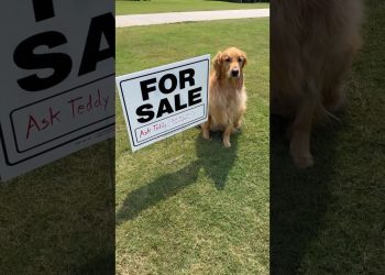 My dog sold my house!
