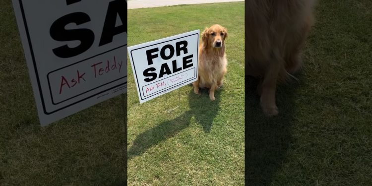 My dog sold my house!