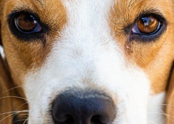 National Racehorse Week: 107 horses with racing industry passports sent to slaughter in England Jan-June 2024