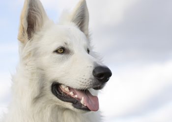 Puppy Love: How to Bond and Build Trust with Your New Dog