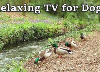Relax Your Dog TV – 8 Hours of Relaxing TV for Dogs at The Babbling Brook ✅