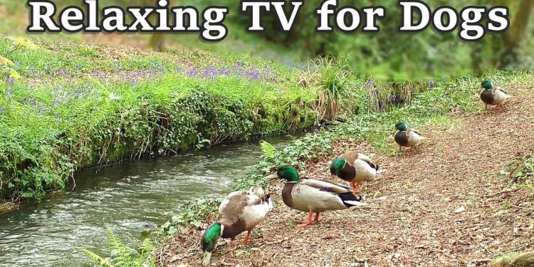 Relax Your Dog TV – 8 Hours of Relaxing TV for Dogs at The Babbling Brook ✅