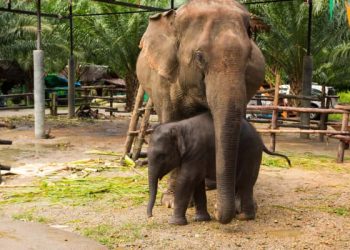 Response to Dublin Zoo Virus Outbreak