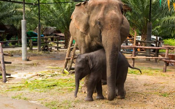 Response to Dublin Zoo Virus Outbreak