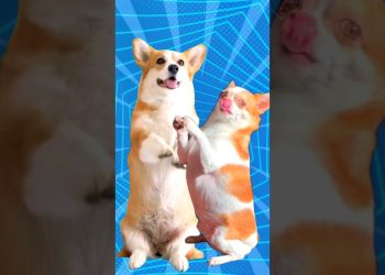 Super Cute Dog Dance 🐶🐕😍