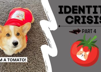 Talking Dog Thinks He is a TOMATO! #shorts #corgi