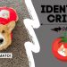 Talking Dog Thinks He is a TOMATO! #shorts #corgi Talking Dog Thinks He is a TOMATO! #shorts #corgi
