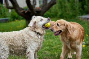 The Benefits of Dog Exercise: Why Your Furry Friend Needs Daily Activity.