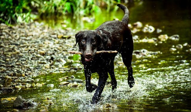 The Benefits of Dog Exercise