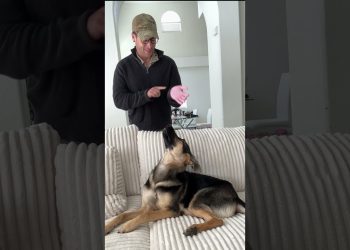 The Branches Pet Their Dog… #shorts