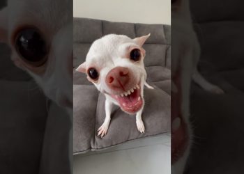 The Kuchi Kuchi🤣🤣