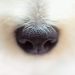 The Surprising Ways Dogs Show Love and Affection to Their Owners The Surprising Ways Dogs Show Love and Affection to Their Owners