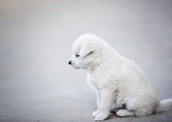 The Top 5 Mistakes New Dog Owners Make (And How to Avoid Them)