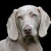 The Ultimate Guide to Training Your Dog: Tips and Tricks for a Well-Behaved Pet The Ultimate Guide to Training Your Dog: Tips and Tricks for a Well-Behaved Pet