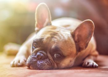 The best ways to keep your dog happy and healthy