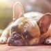 The best ways to keep your dog happy and healthy The best ways to keep your dog happy and healthy