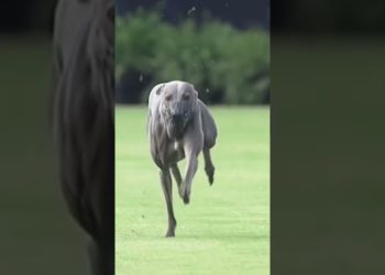 The fastest and most athletic dogs alive!