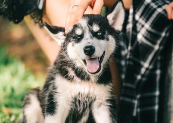 The importance of regular exercise for your dog’s well-being