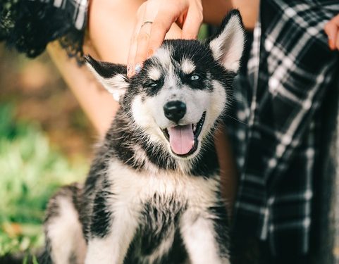 The importance of regular exercise for your dog’s well-being