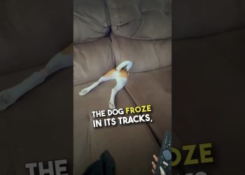 The way she immediately froze 😂❤️ #shorts