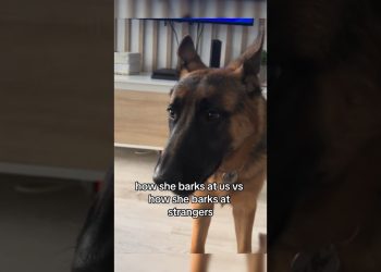 Their dog knows when to change personalities 😂