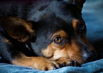 Tips for easing your dog’s anxiety and stress