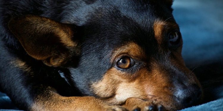 Tips for easing your dog’s anxiety and stress