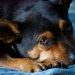 Tips for easing your dog’s anxiety and stress
