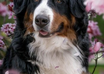 Training Your Best Friend: Essential Tools and Strategies for Dog Owners