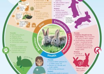 UPDATED Good Practice Code for Rabbit Welfare