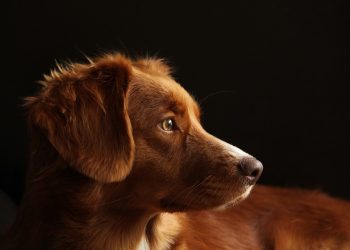 Unlocking the Secrets to Successful Dog Training: Expert Tips and Techniques